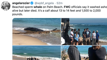 Captura de pantalla de la cuenta de Twitter de angelarozier/ @wpbf_angela