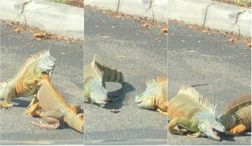 El video había sido visto miles de veces en redes sociales.