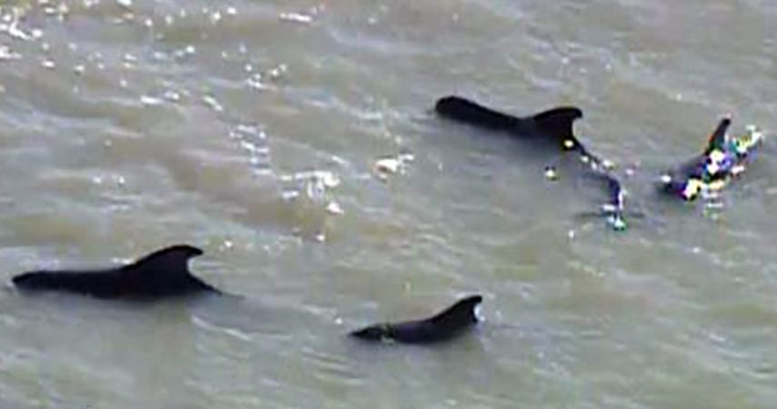 Las ballenas de aleta corta se quedaron varadas en Highland Beach, un lugar remoto del Parque Nacional Everglades. (Facebook Canal 10)