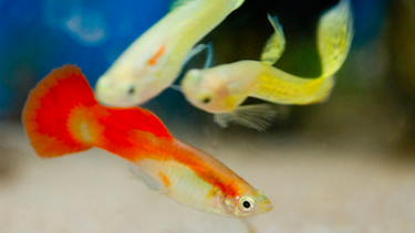 Cómo mantener peces distintos en el acuario