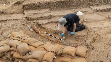 Un arqueólogo israelí trabaja junto a un colmillo de 2,5 metros descubierto hace poco, y que se estima perteneció a un elefante que vivió hace 500.000 años, cerca de la localidad de Gedera, Israel, el miércoles 31 de agosto de 2022.&nbsp;