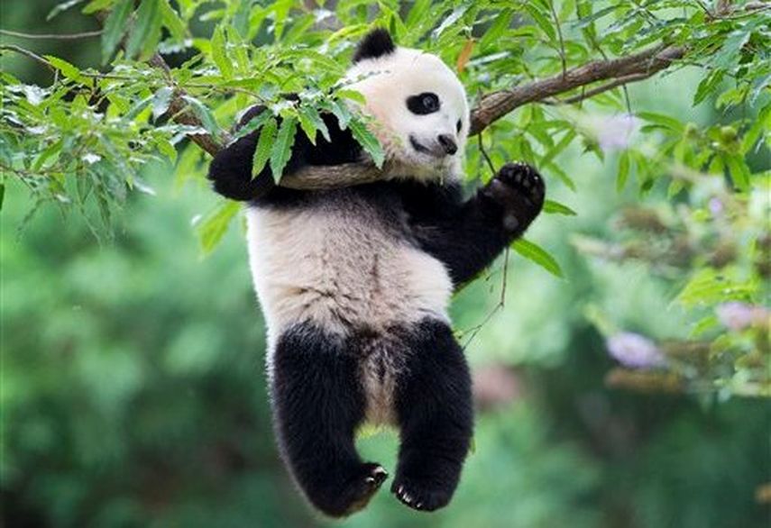 La panda Bao Bao se cuelga de una rama en el Zoológico Nacional de Washington mientras festeja su primer año de nacida. (Foto AP)