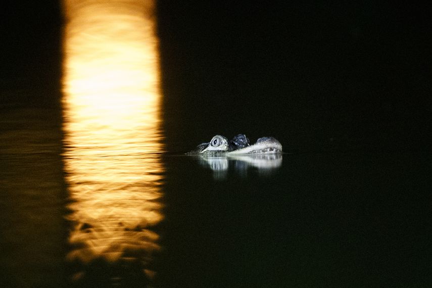 Un caimán flota en la laguna del parque Humboldt el martes 9 de julio de 2019 en Chicago.&nbsp;