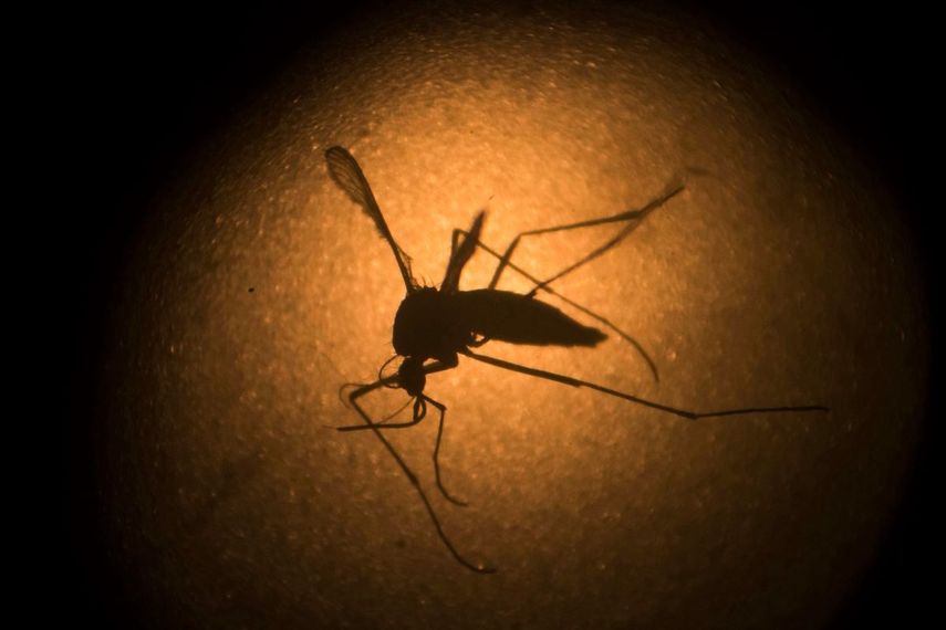 Un mosquito Aedes aegypti, portador del virus Zika, visto a trav&eacute;s de un microscopio el 27 de enero de 2016 en el Instituto Fiocruz, en Recife, Brasil.&nbsp;