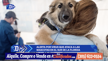 alerta por virus que ataca a las mascotas en el sur de la florida