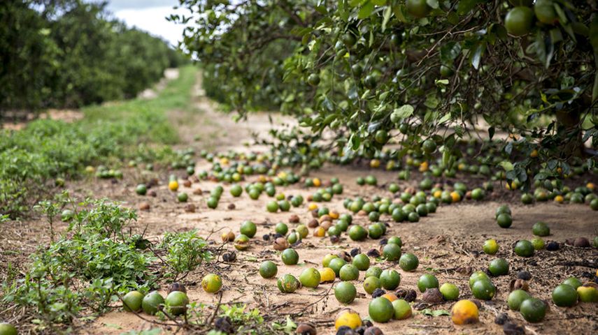 Así quedaron los campos de naranjos tras el paso del huracán Irma&nbsp;por el estado de la Florida