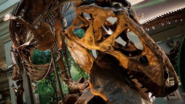 La exhibición cubre casi 31.000 pies cuadrados y, aparte del esqueleto del Tyrannosaurus rex, incluye otros 700 especímenes fósiles.