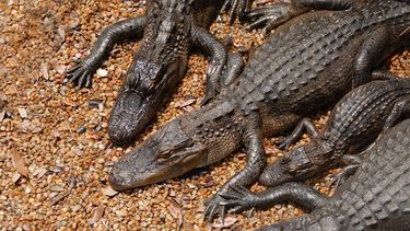 Imagen referencial a unos caimanes.