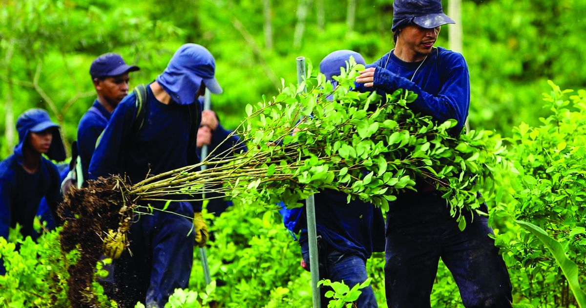 El Gobierno Colombiano Apuesta Por Eliminar Cultivos De Coca