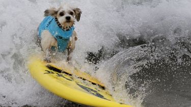 Cachorros de todo el mundo dominaron las olas en la playa de Huntington Beach, California.