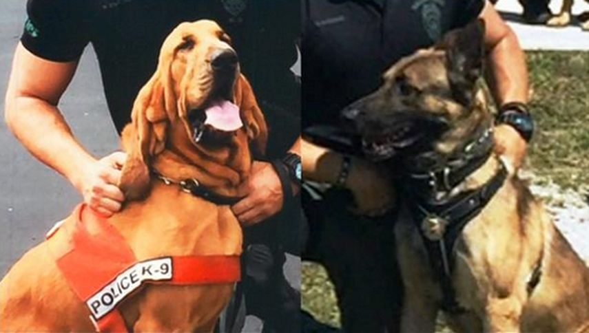  El perro de San Huberto y el pastor belga murieron en el trágico incidente. (ARCHIVO)