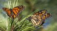 &nbsp;Mariposas monarca en unas ramas del santuario de Pacific Grove, California, el 10 de noviembre de 2021.&nbsp;