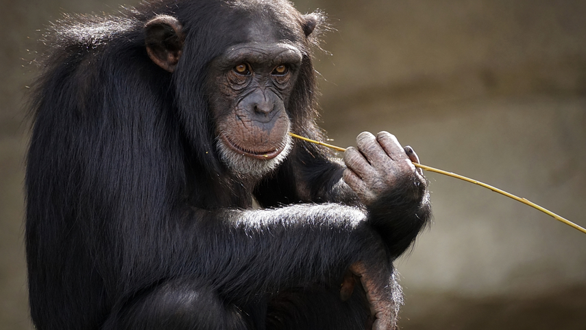 Chimpancés exhiben diferencias culturales en uso de herramientas