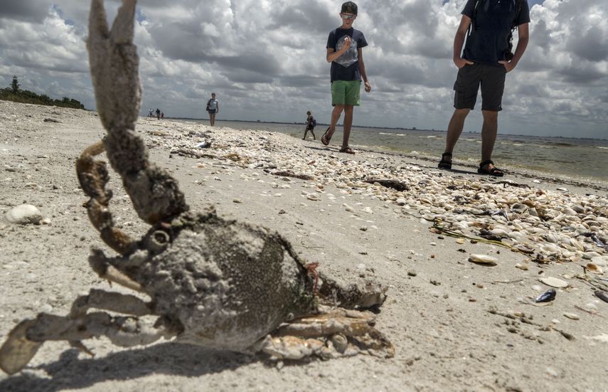 Vista de un cangrejo muerto en la playa Gulfside City Park, en Sanibel, por el efecto de la marea roja en la costa oeste de la Florida.