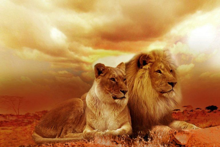 La oxitocina, la hormona del amor, convierte a fieros leones en gatitos