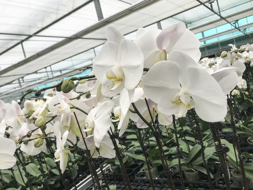 La orquídea mariposa es la de mayor demanda, por tanto,&nbsp; la que más se cultiva&nbsp;