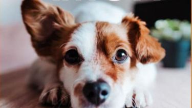 Best Friends Animal Society, una organización líder en bienestar animal que se esfuerza por poner fin al sacrificio de perros y gatos en los albergues del país para el año 2025