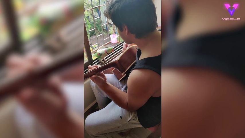 Un par de loros salvajes se unen a un guitarrista en una sesi&oacute;n improvisada.&nbsp;