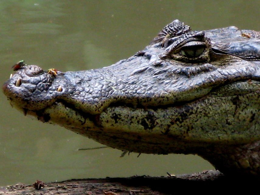 Mientras los agentes de la oficina del alguacil del condado procedían a recuperar un cadáver, un caimán de grandes proporciones se aproximó de manera agresiva hacia ellos. (ARCHIVO)