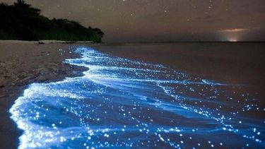 Esta extravagante comunidad es tan importante que produce el oxígeno, los nutrientes y la biomasa que sostienen la vida terrestre. (Archivo)