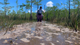 Una ciénaga en el Parque Nacional de los Everglades.&nbsp;