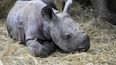 Un rinoceronte recién nacido yace en su recinto junto a su madre Eva en el zoológico de Dvur Kralove, en República Checa, el miércoles 16 de marzo de 2022.&nbsp;