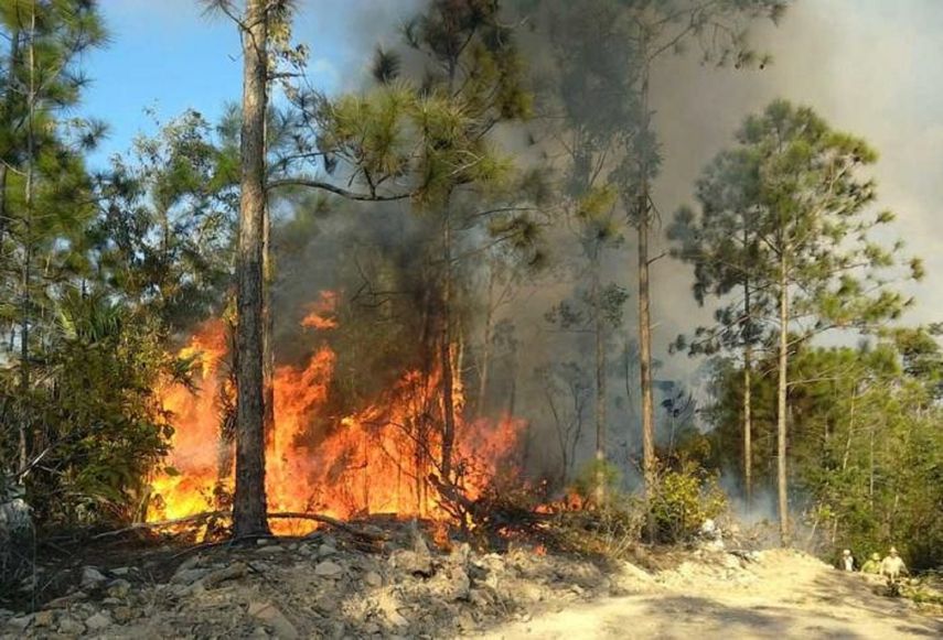 En 2017, Cuba sufrió 350 incendios forestales, con más de 7.000 hectáreas quemadas, según datos oficiales.