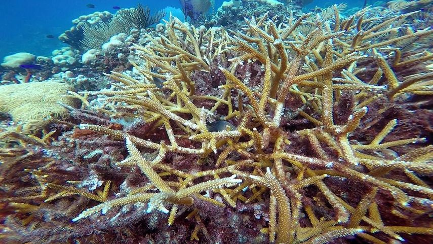 Se estima que en los últimos 50 años han muerto la mitad de los corales de El Caribe