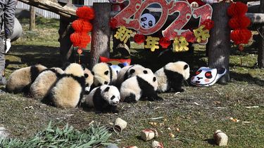 Cachorros de panda junto a una decoración con motivo del Año Nuevo Lunar y el comienzo del Año del Buey en el Centro Chino de Conservación de Investigación del Panda Gigante en la Reserva de Wolong, en la provincia suroccidental china de Sichuan, el miércoles 3 de febrero de 2021.&nbsp;