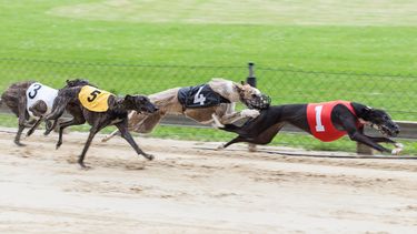 Una carrera de perros en&nbsp;el centro Ft. Myers Greyhound Track.&nbsp;