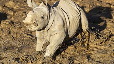 Fotograf&iacute;a del 9 de diciembre de 2019 proporcionada por el Zool&oacute;gico de San Diego de una rinoceronta blanco de 19 d&iacute;as, nombrada Future (Futuro) por lo que representa para la conservaci&oacute;n de esa especie.
