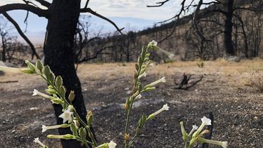 Un año después de que un incendio avivado por el viento calcinara las montañas sobre Lone Pine, California, se pueden ver destellos de nueva vegetación en un rincón quemado del Bosque Nacional Inyo el miércoles 27 de julio de 2022. Las pequeñas y frágiles flores que brotan en el sombrío paisaje recordaban que el fuego forma parte del ecosistema en California, incluida la zona oriental de Sierra Nevada donde se produjo ese incendio.&nbsp;