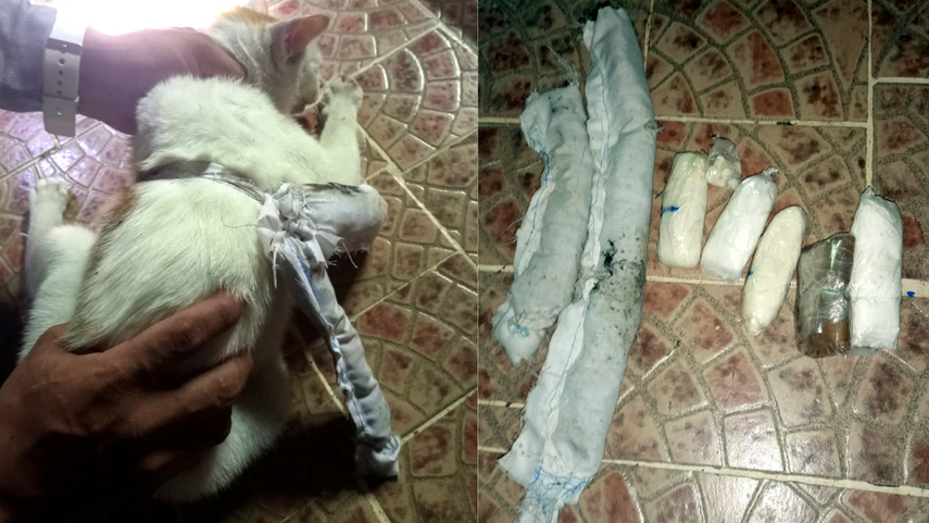 Un gato fue detenido este viernes cuando intentaba ingresar a una cárcel panameña con droga envuelta en su cuerpo