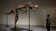 Un manipulador de arte observa un esqueleto de Gorgosaurus que mide 10 pies de alto (3,04 metros) mientras se presenta en Sothebys en Nueva York, el 5 de julio de 2022.&nbsp;
