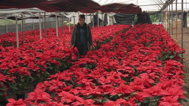 La productora Rosalva Cuaxospa camina entre sus flores de Nochebuena, o poinsettias, en un invernadero de San Luis Tlaxialtemalco, Ciudad de México, el jueves 14 de diciembre de 2023.&nbsp;