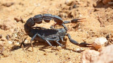 El escorpión pequeño es el más mortífero