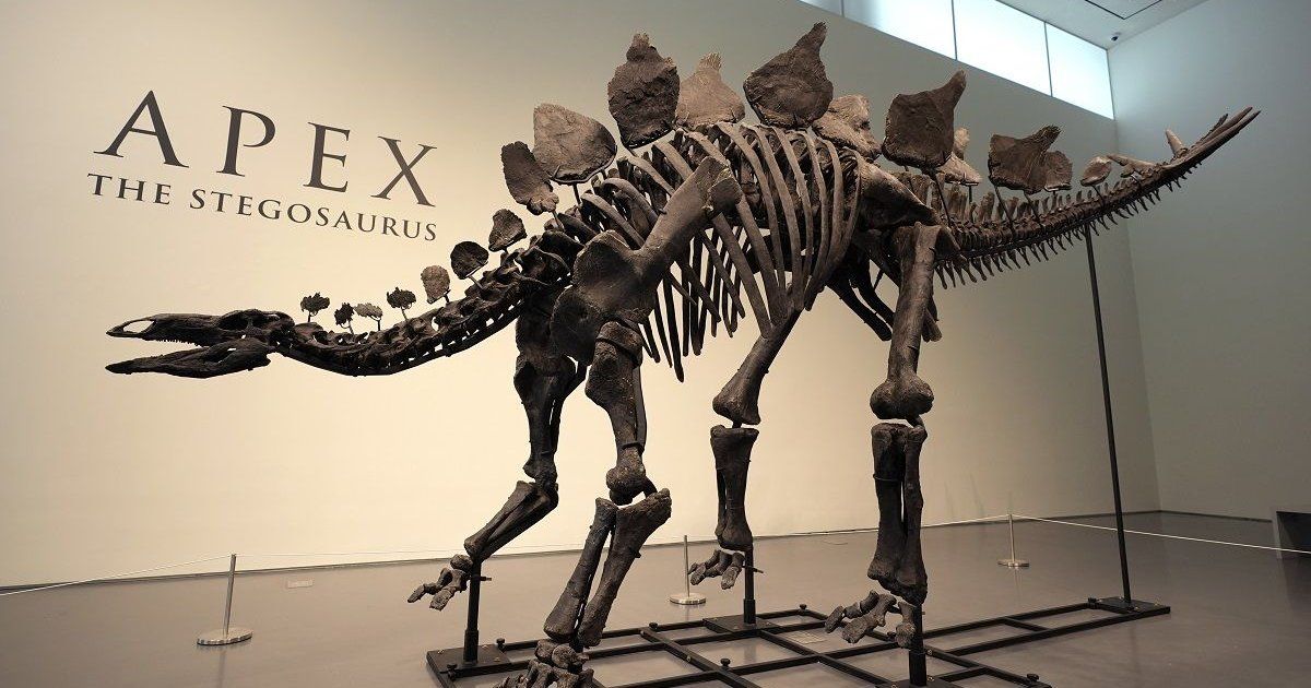 Conoce cuál es el fósil de dinosaurio más caro de la historia