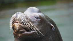 La foca fue detectada en Southampton en Long Island.