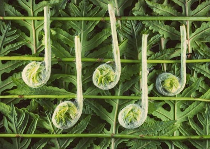 La música y las plantas. 