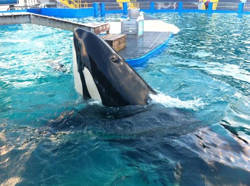 Fotografía de archivo de la orca Lolita durante uno de sus espectáculos en el Miami Seaquarium en Florida.