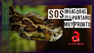 Imagen promocional de la serie SOS: Invasoras del pantano, que América Tevé estrena el 21 de junio.&nbsp;