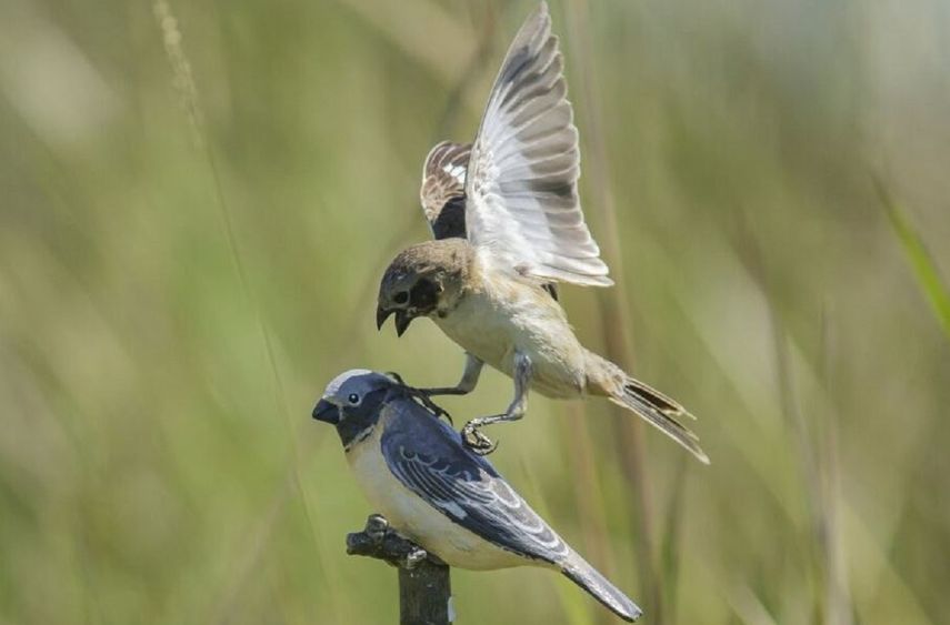 Un pájaro en extinción descubierto hace unos años en América del Sur, el capuchino Iberá, siguió un camino evolutivo muy raro para existir