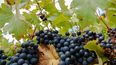 La uva Carmenere resurgió en Chile