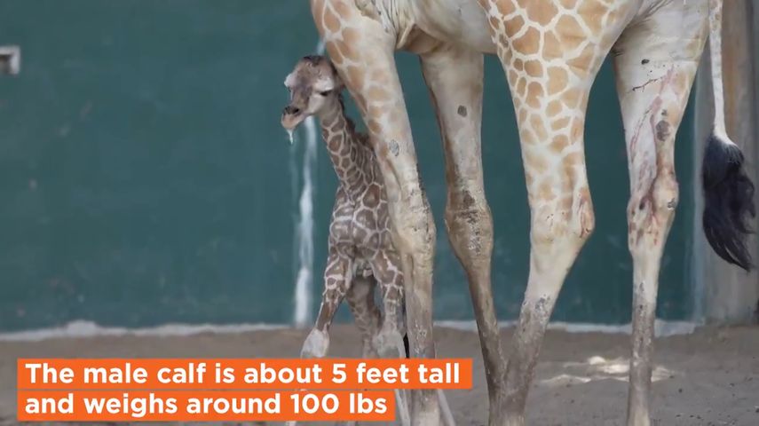 Imagen del peque&ntilde;o beb&eacute; jirafa tomada del video que public&oacute; en Twitter&nbsp;Busch Gardens Tampa Bay para anunciar el nacimiento.