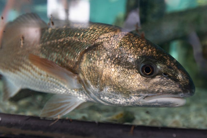 Un corvina roja nada en un acuario. Es uno de los peces comestibles más comunes en Florida.&nbsp;