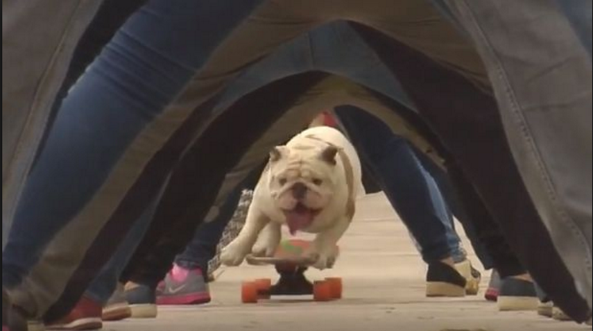 REDACCIÓNOtto, el perro patinador, logró un nuevo récord Guiness patinando por debajo de varios humanos. El animal alcanza los 17 km/h y cambia de dirección para no chocar con las piernas de los voluntarios. Es todo un fenómeno viral en la p
