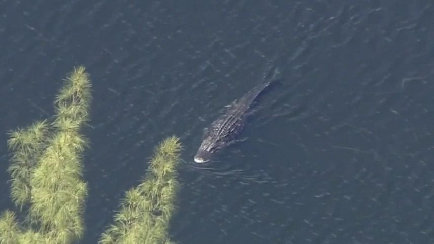 Vista de un caimán en un lago de Florida.
