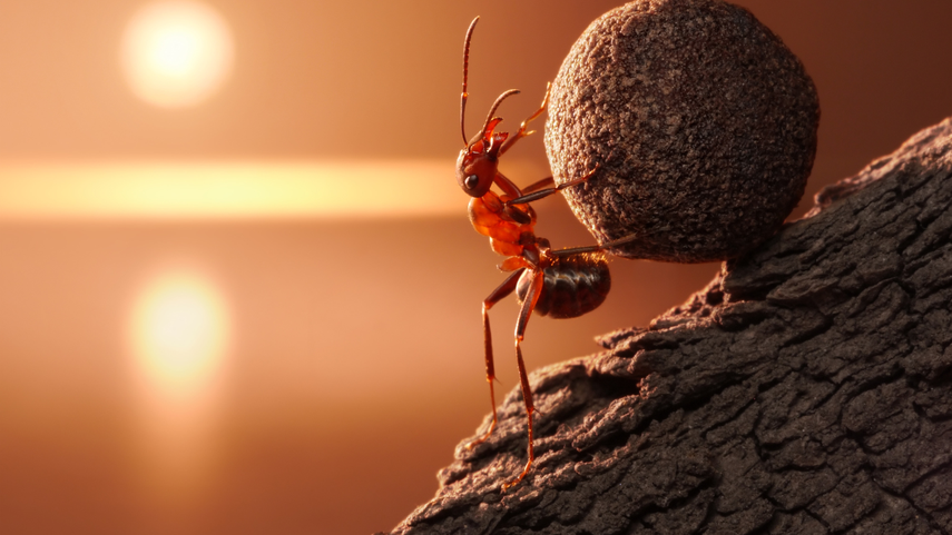 Pequeño robot suplanta a hormigas en transferir conocimiento