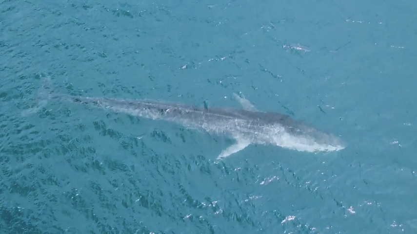 Captura de pantalla de un video de&nbsp;Tela Marine Research Center&nbsp;donde se ve a la enorme ballena.&nbsp;