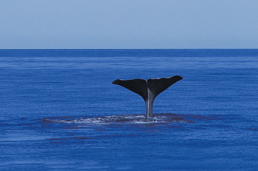 A pocas millas de la costa de Faial, los cachalotes, que expulsan gigantescas fuentes de agua cuando salen a la superficie, rompen el silencio del inmenso mar